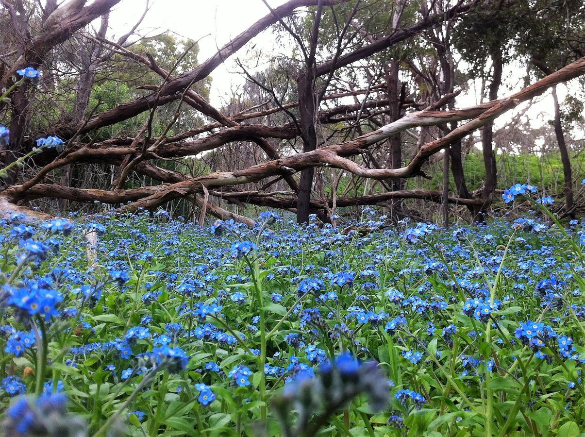 The Estate Koroit Boutique Hotel Eksteriør bilde